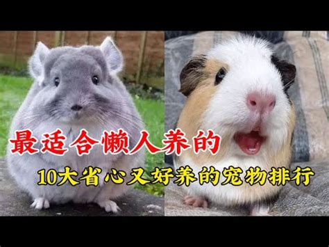 家裡可以養的寵物|【什麼動物可以養】室內也能養！20種陪伴度爆表、最。